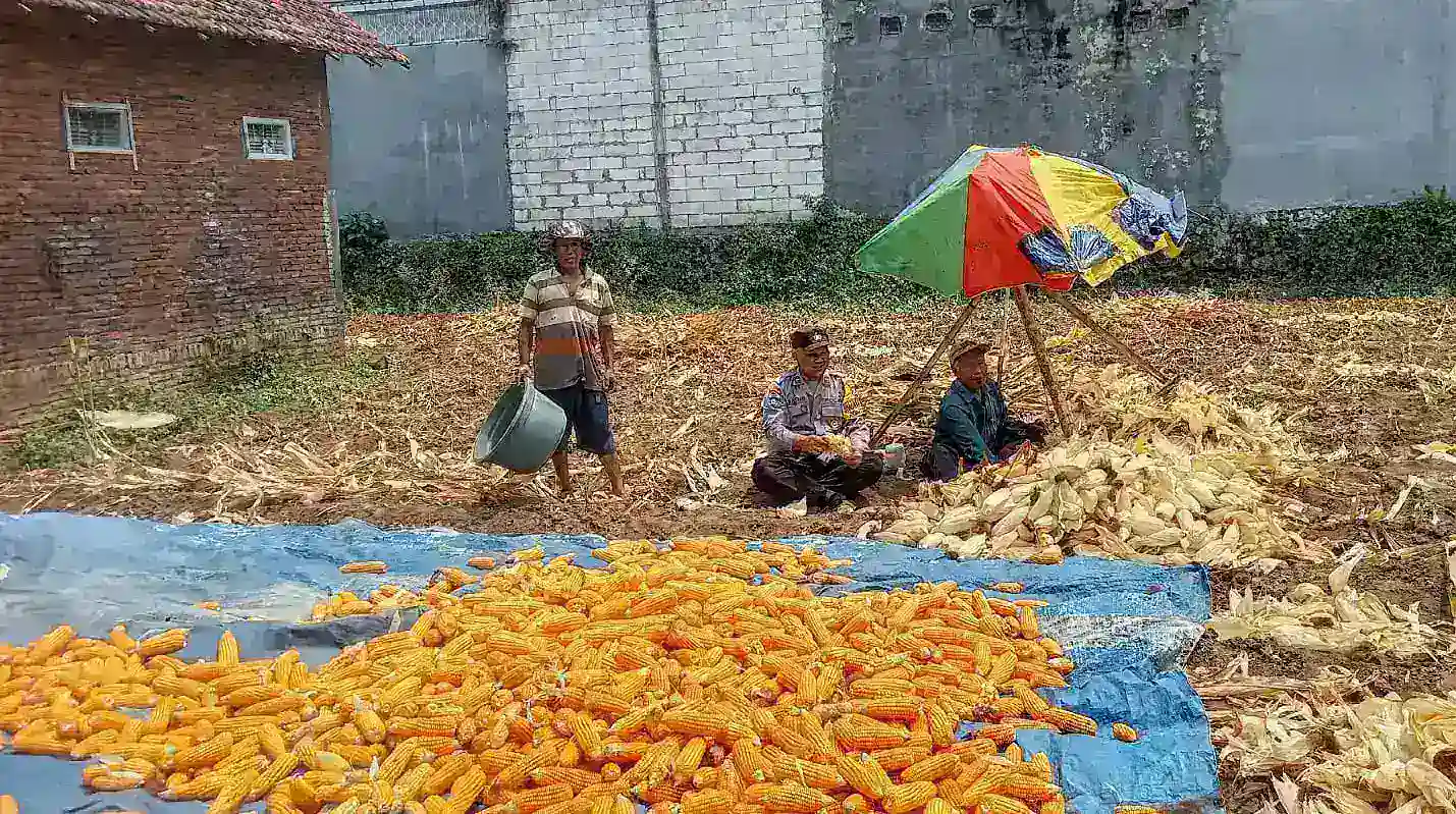 Panen 8 Kuintal Jagung, Pak Bhabin Polsek Lowokwaru Bantu Petani Panen Hingga Pengupasan Jagung