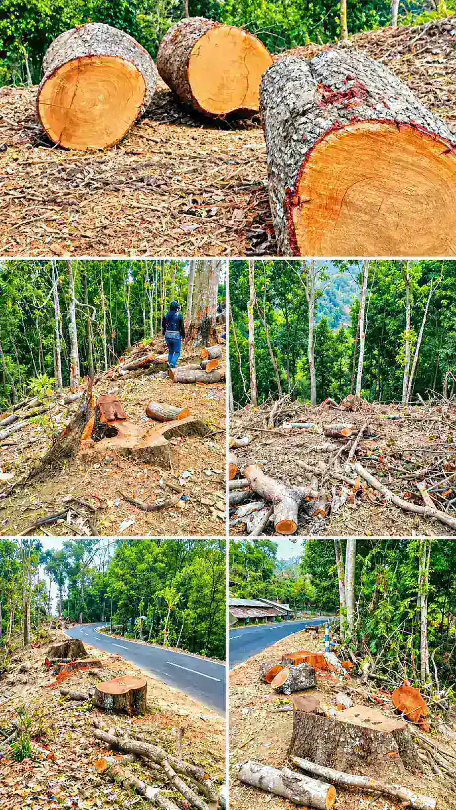 Heboh Dugaan Penyalahgunaan Jabatan Dalam Pemotongan Kayu Mahoni di Desa Ngadirejo Kecamatan Jabung
